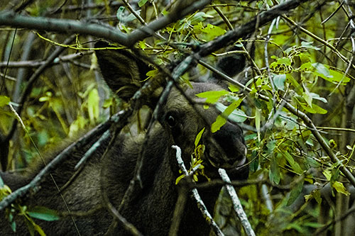 Happy Moose Smiling Behind Tree Branches (Green Tint Photo)