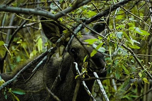 Happy Moose Smiling Behind Tree Branches (Green Tint)