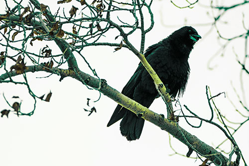 Happy Open Mouthed Crow Cawing (Green Tint Photo)