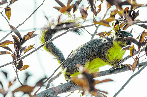 Happy Squirrel With Chocolate Covered Face (Green Tint Photo)