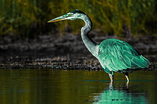 Head Tilting Great Blue Heron Hunting For Fish (Green Tint Photo)