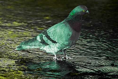 Head Tilting Pigeon Wading Atop River Water (Green Tint)