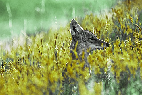 Hidden Coyote Watching Among Feather Reed Grass (Green Tint Photo)
