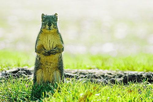 Hind Leg Squirrel Standing Among Grass (Green Tint Photo)