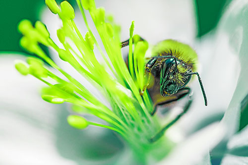 Honey Bee Crawling Among Columbine Flower (Green Tint)
