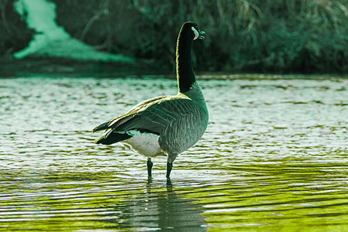 Honking Canadian Goose Standing Among River Water (Green Tint Photo)