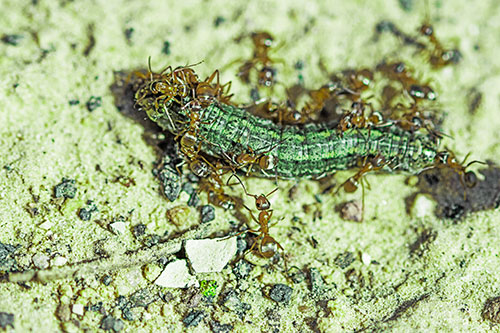 Horde Of Ants Feasting On Caterpillar (Green Tint Photo)