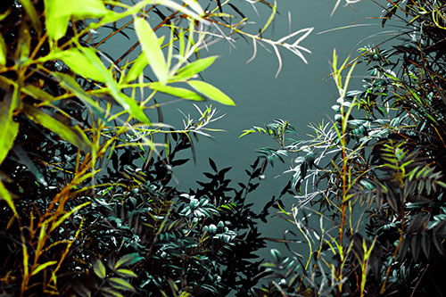 Horde Of Fern Plants Descending Into River Water (Green Tint)