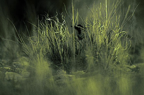 Horned Lark Hiding Among Grass (Green Tint Photo)