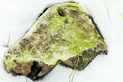 Horse Faced Rock Imprinted In Snow (Green Tint Photo)