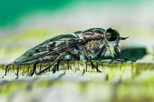 Horse Fly Resting Among Cracked Wood (Green Tint)