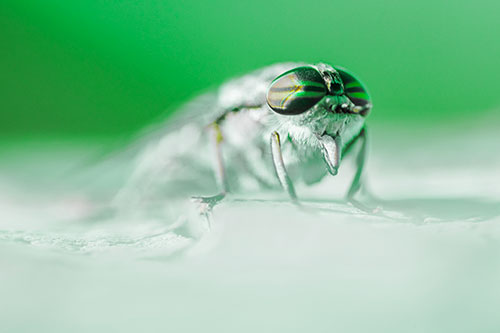 Horse Fly Sticking Tongue Out Among Sunlight (Green Tint)