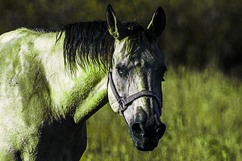 Horse Making Eye Contact (Green Tint Photo)