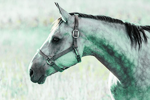 Horse Wearing Bridle Among Sunshine (Green Tint Photo)