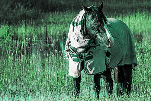 Horse Wearing Coat Atop Wet Grassy Marsh (Green Tint Photo)