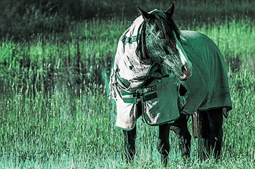 Horse Wearing Coat Atop Wet Grassy Marsh (Green Tint)