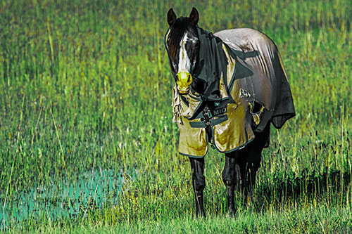 Horse Wearing Coat Standing Along Marsh (Green Tint Photo)