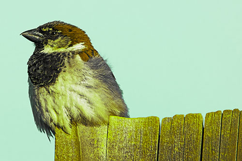 House Sparrow Perched Atop Wooden Post (Green Tint Photo)