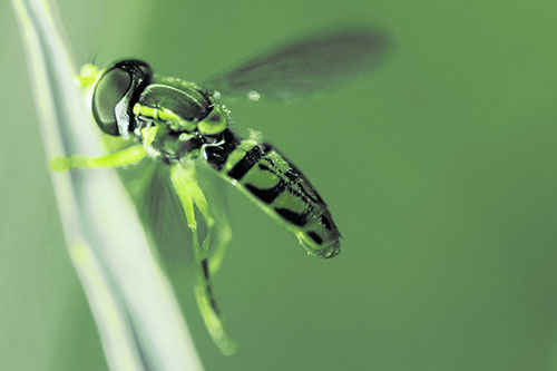 Hoverfly Hugs Grass Blade (Green Tint Photo)