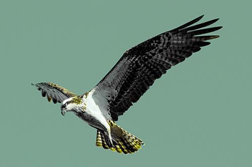 Hovering Osprey Hawk Looking For Fish Below (Green Tint)