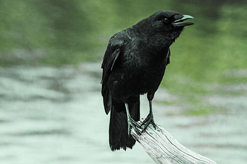 Hunched Over Crow Cawing Atop Broken Tree Log (Green Tint)