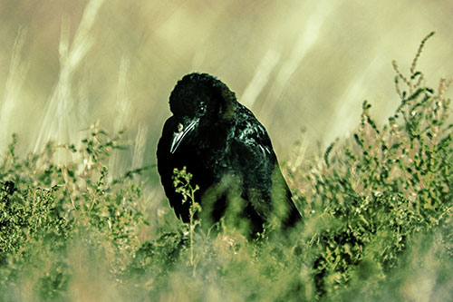 Hunched Over Raven Among Dying Plants (Green Tint Photo)