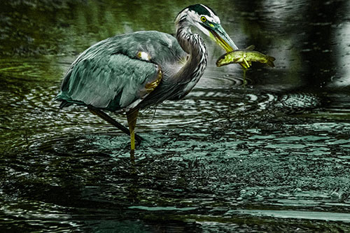 Hungry Great Blue Heron Spears Through Trout Fish (Green Tint)