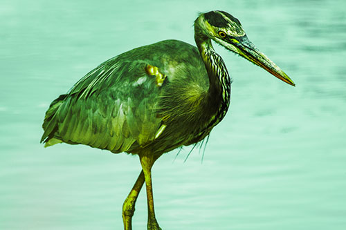Hungry Great Blue Heron Spots Swimming Fish (Green Tint)