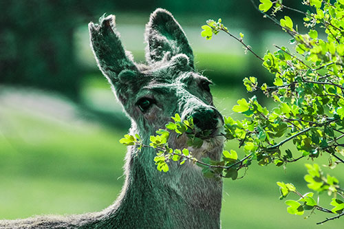 Hungry Lone Mule Deer Chewing Tree Leaves (Green Tint)