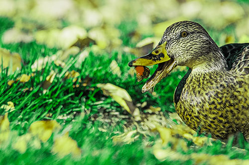 Hungry Mallard Duck Devours Cherry (Green Tint)