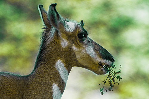 Hungry Pronghorn Gobbles Leafy Plant (Green Tint Photo)