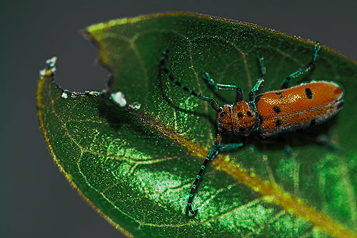 Hungry Red Milkweed Beetle Rests Among Chewed Leaf (Green Tint Photo)