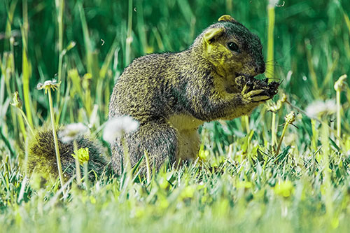 Hungry Squirrel Feasting Among Dandelions (Green Tint Photo)