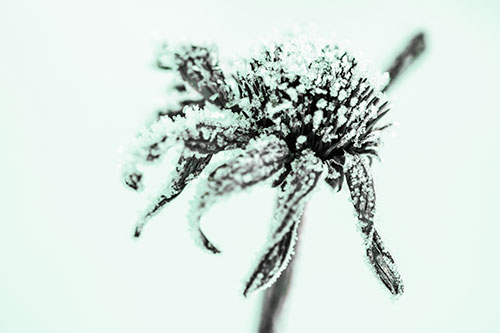 Ice Frost Consumes Dead Frozen Coneflower (Green Tint Photo)