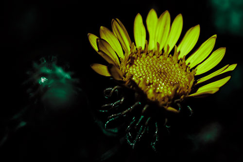 Illuminated Gumplant Flower Surrounded By Darkness (Green Tint Photo)