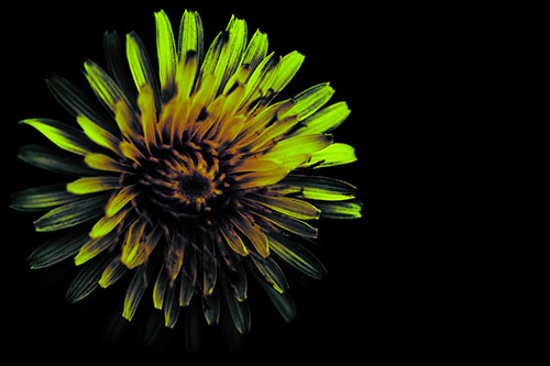 Illuminated Taraxacum Flower In Darkness (Green Tint Photo)