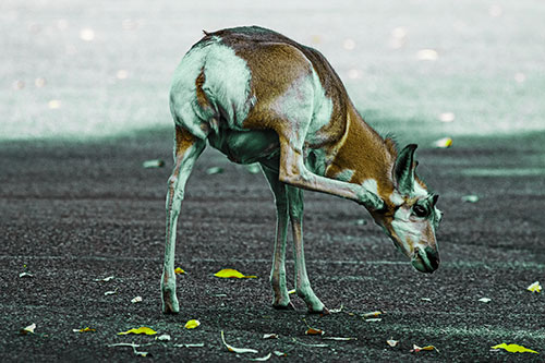 Itchy Pronghorn Scratches Neck Among Autumn Leaves (Green Tint Photo)