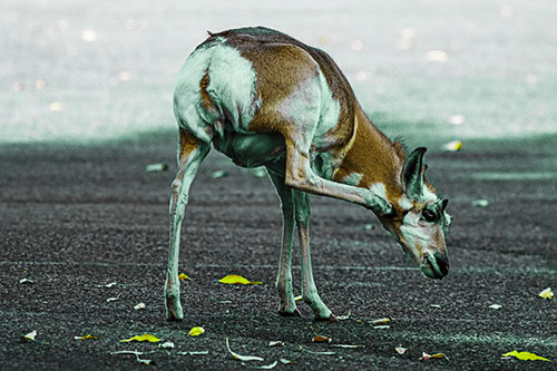 Itchy Pronghorn Scratches Neck Among Autumn Leaves (Green Tint)