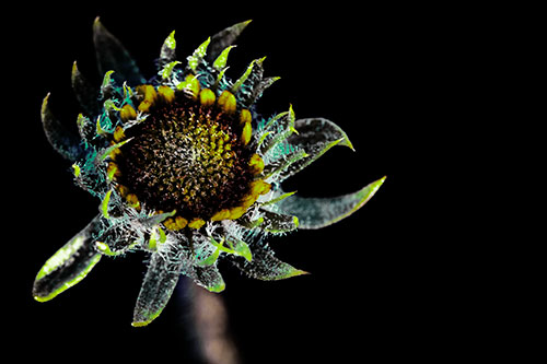 Jagged Tattered Rayless Sunflower (Green Tint Photo)