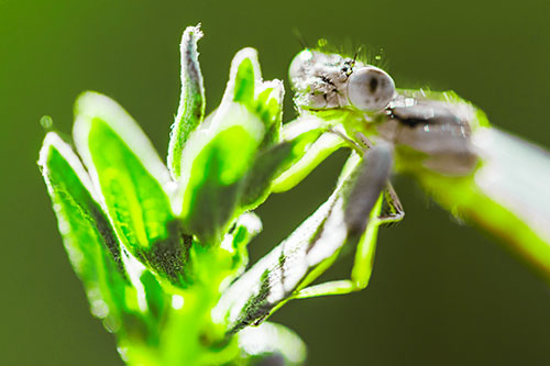 Joyful Dragonfly Enjoys Sunshine Atop Plant (Green Tint Photo)