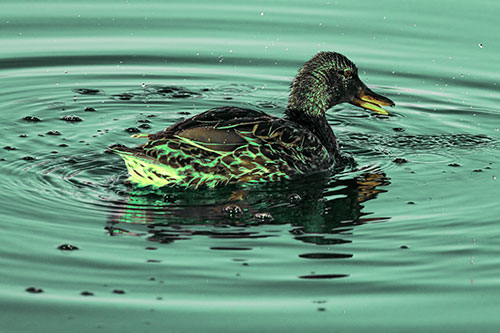 Joyful Water Splashing Mallard Duck Enjoying Calm Lake (Green Tint)