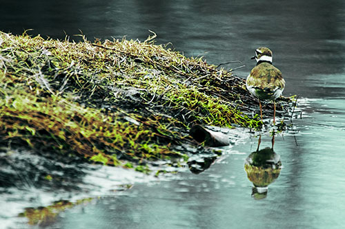 Killdeer Bird Standing Along River Shoreline (Green Tint Photo)