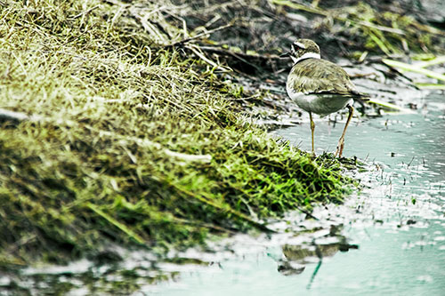 Killdeer Bird Turning Corner Around River Shoreline (Green Tint Photo)