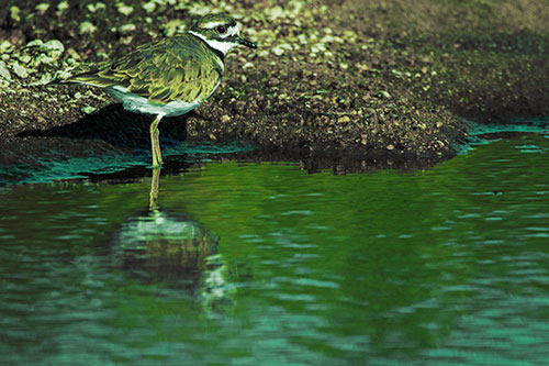 Killdeer Standing Along River Shoreline (Green Tint Photo)