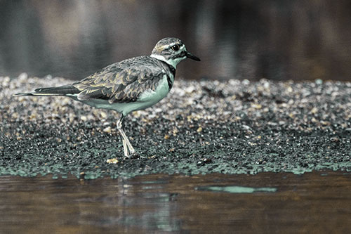 Killdeer Wanders Along Rocky River Shoreline (Green Tint)