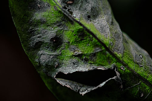 Lacerated Mouth Leaf Face Smirking Among Decay (Green Tint)