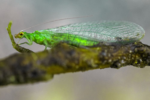 Lacewing Grabs Ahold Twig Branch (Green Tint)