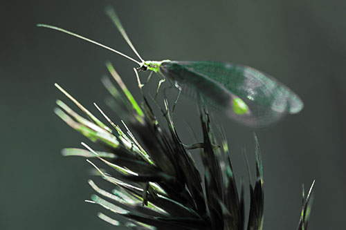 Lacewing Standing Atop Plant Blades (Green Tint Photo)