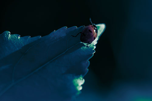 Ladybug Crawling To Top Of Leaf (Green Tint Photo)
