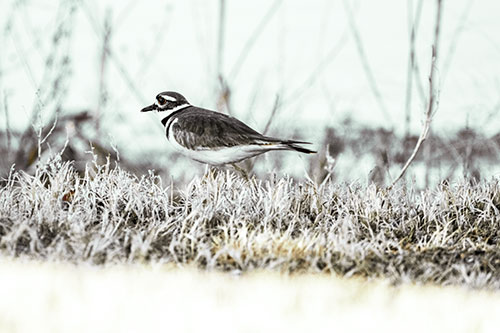 Large Eyed Killdeer Bird Running Along Grass (Green Tint)